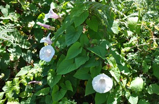 Greater bindweed
